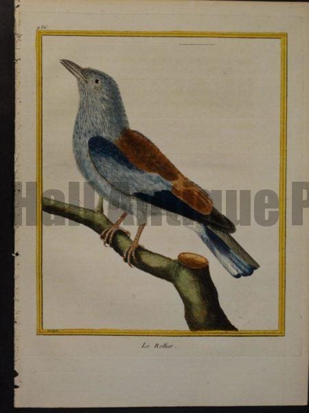 Francois Nicolas Martinet engraving from Histoire des Oiseaux. Martinet 486, Le Rollier. 