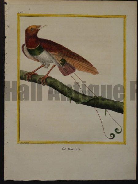 Birds of Paradise Martinet 496, Le Manucode.  Bird of Paradise.  $300.