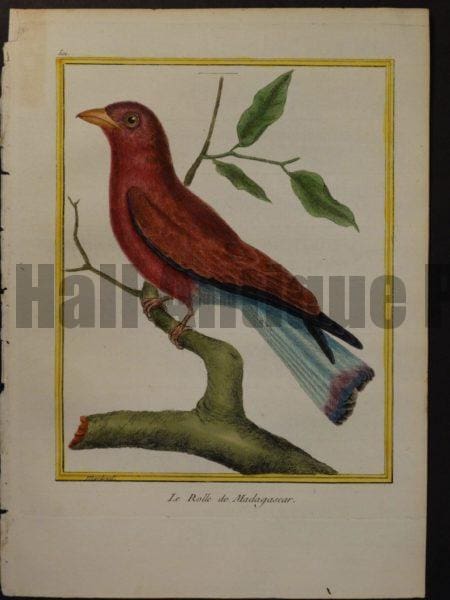 Martinet 501, Le Rolle de Madagascar.  Roller  $250.  