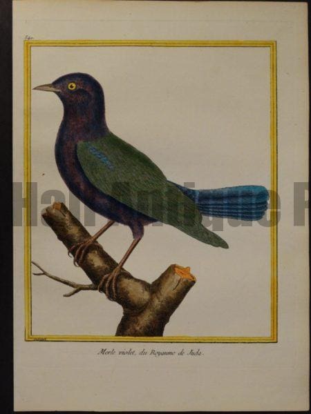 Francois Nicolas Martinet engravings.  Martinet 540, Merle violet, du Royaume de Juda. 