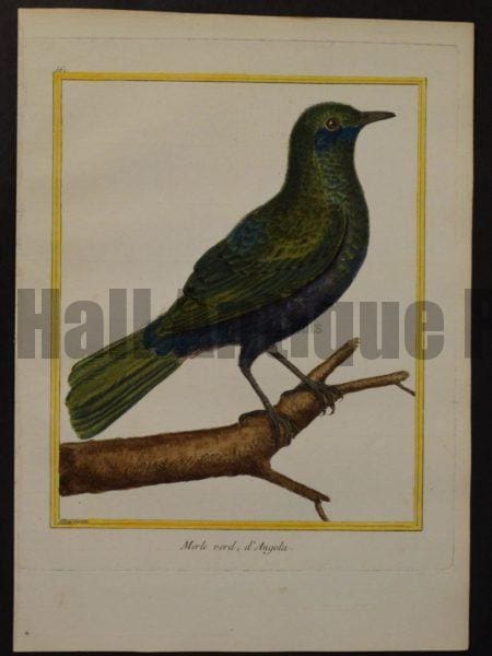 Martinet 561, Merle verd, d'Angola.  18th century originall hand-colored bird engraving.