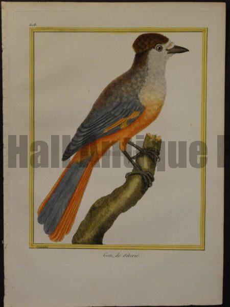 Martinet 608, Geai de Siberie, is hand colored engraving of orange and grey bird.