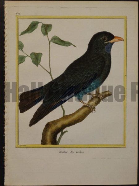 Martinet birds oiseaux engravings.  Martinet 619, Rollier des Indes. 