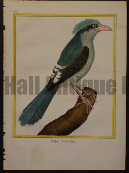 Martinet birds oiseaux engravings.  Martinet 620, Rollier, de la Chine.  Roller  $350.