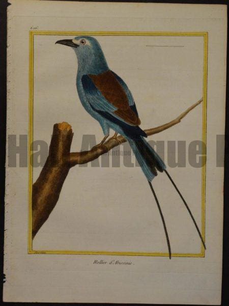 Martinet 626, Rollier d'Abissinie. 18th century originally hand-colored engraving.