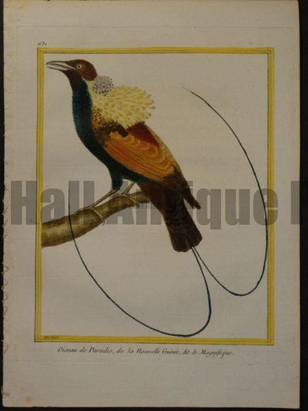 Birds of Paradise Martinet 631, Oiseau de Paradis, de la Nouvelle Guinee, dit le Magnifique. 