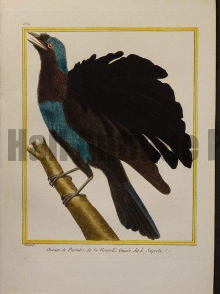 Martinet 632, Oiseau de Paradis de la Nouvelle Guinee, dit le Superbe 