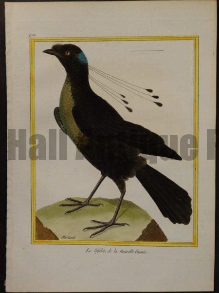 Francois Nicolas Martinet engravings of Birds of Paradise.  Martinet 633, Le Sifilet, de la Nouvelle Guinee. 