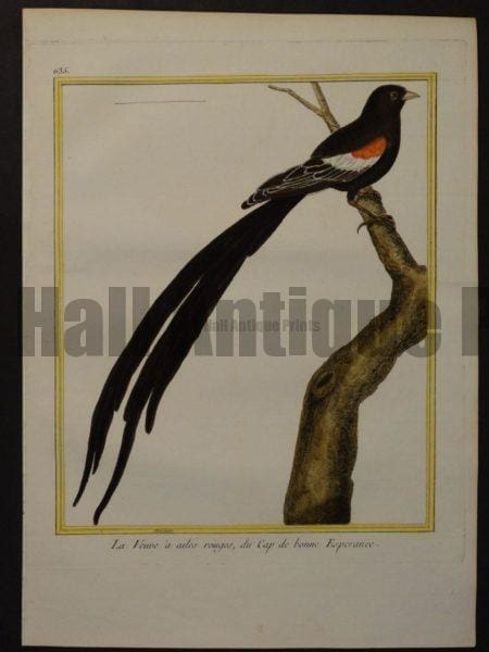 Martinet 635, La Veuve a ailes rouges, du Cap de bonne Esperance.  $250.