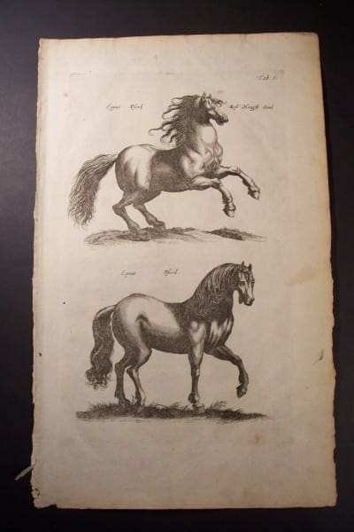 Johnston Merian Engraving of Horses from 1646