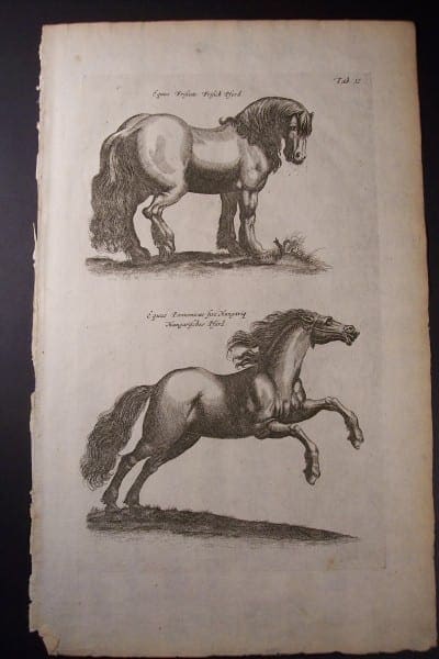 350 year old engraving or horses from Nuremburg