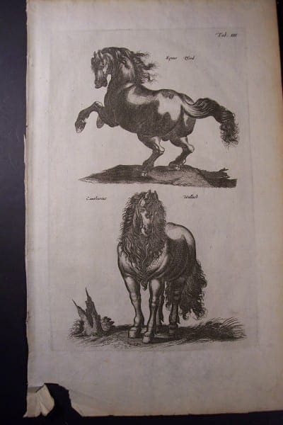 pferd horses engraving 350 years old.