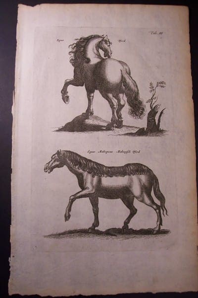 17th century engraving of horses.