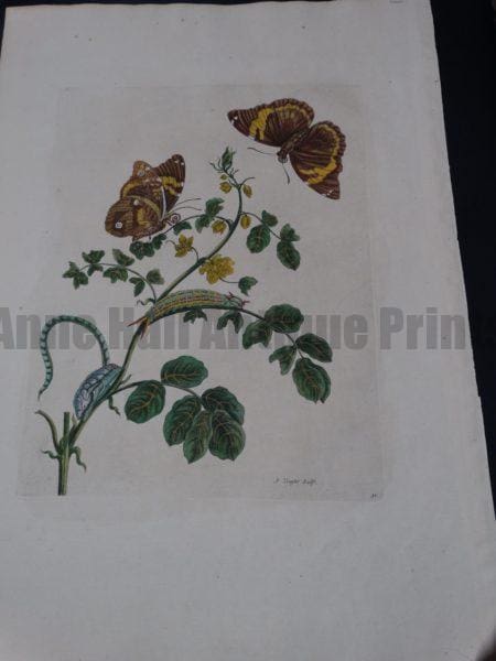 Merian Insects of Surinam $1400.