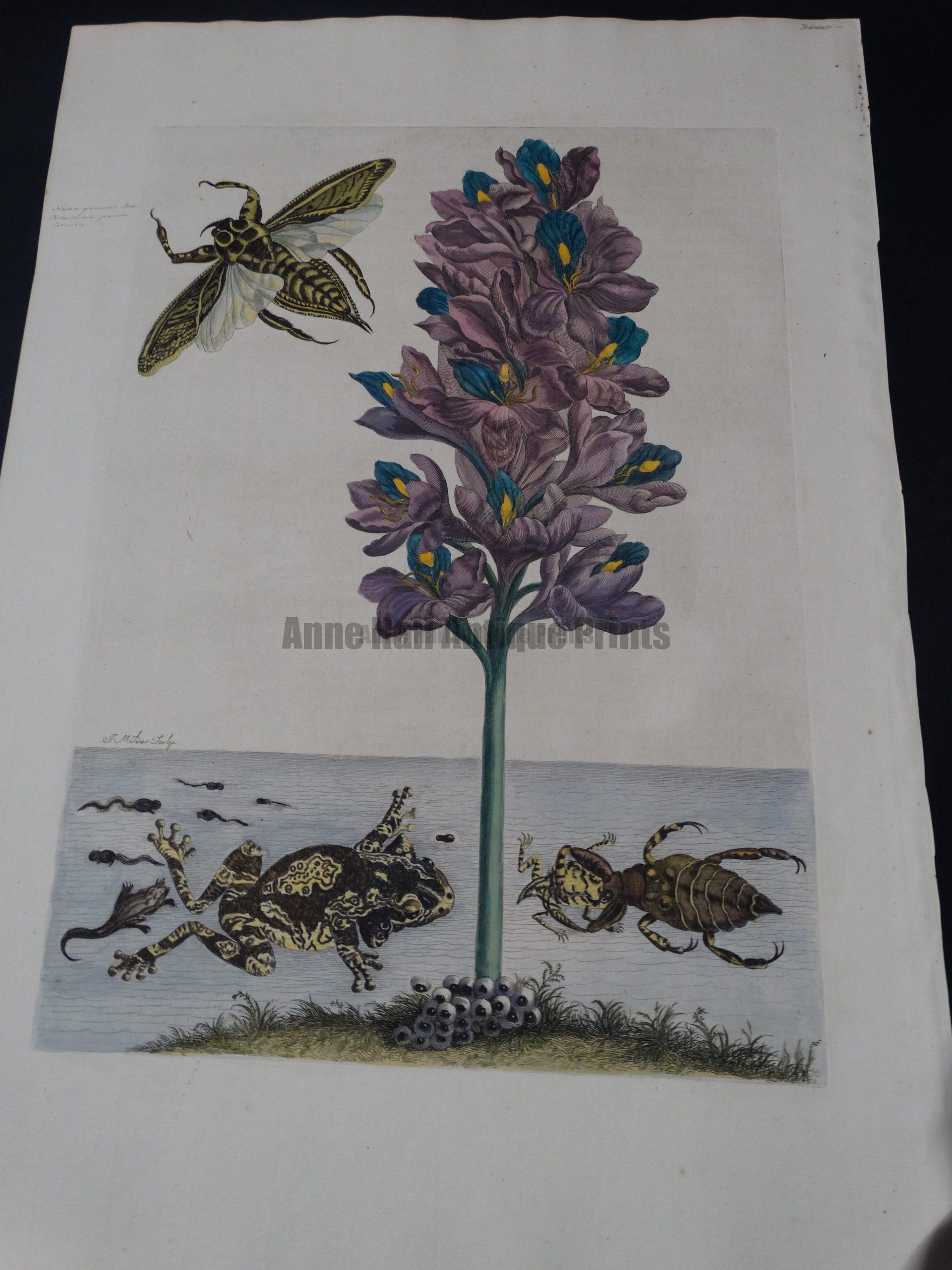 Rare engraving, Maria Sybilla Merian sourced from Metamorphosis Insectorum Surinamensium Water Frogs and Bugs