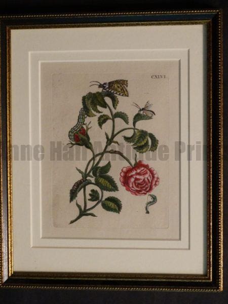 Rare Maria Merian engraving from 1730 of caterpillars butterflies and pink rose.