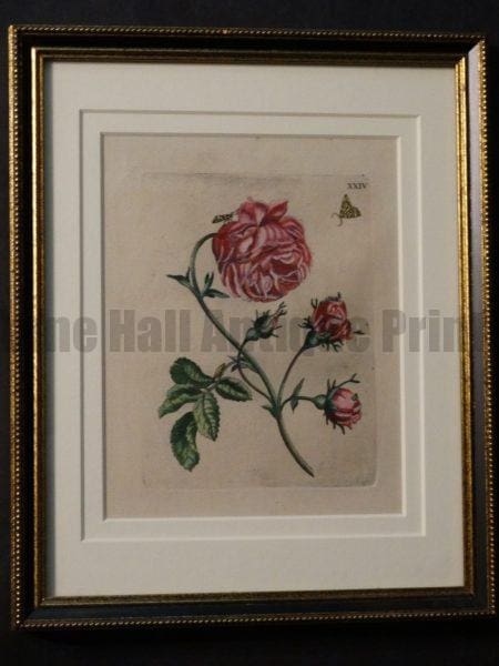 Insect Prints by Meria Sybilla Merian. Over 100 years old.