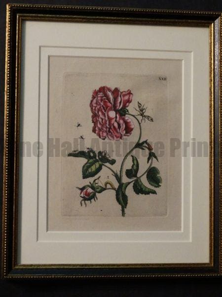 Spectacular set of 3 Maris Sybilla Merian Roses with caterpillars.