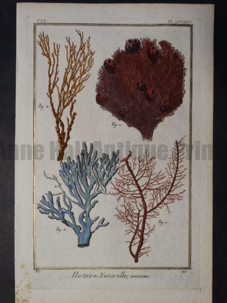 Misc Corals Pl LXXXVI Sorry Sold