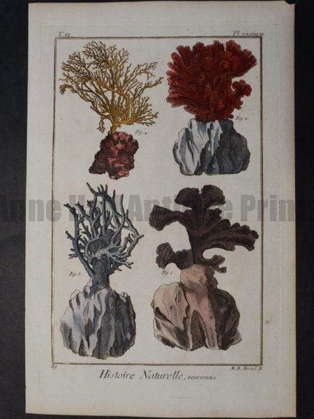 Misc Corals Pl LXXXVIII Sorry Sold