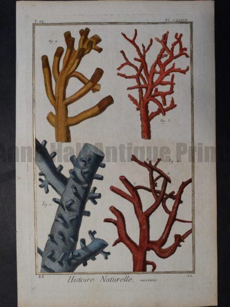 Corals Exquisite Antique Book Plate Sold