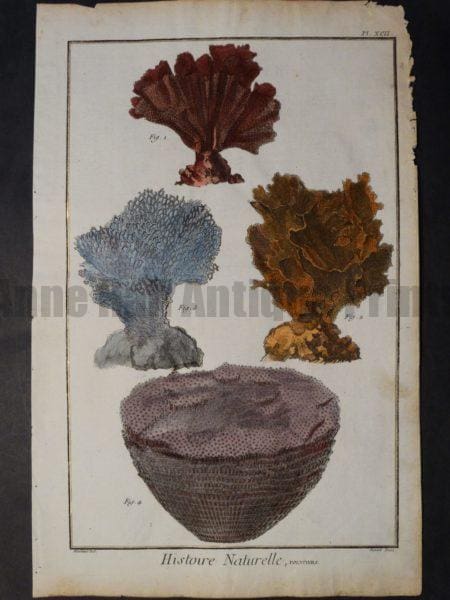Misc. Corals Pl XCII Sorry Sold