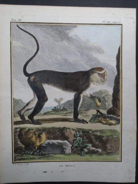 Mona Monkey