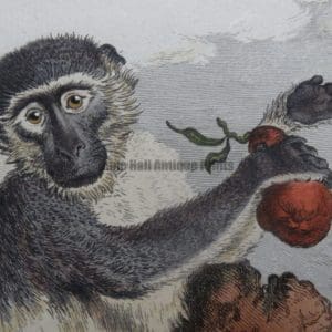 Monkey