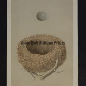 Morris Bird Nest C