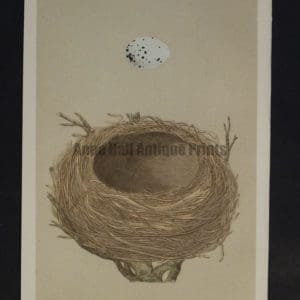 Morris Bird Nest CI