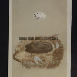 Morris Bird Nest CV