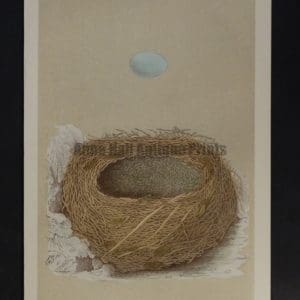 Morris Bird Nest CVI