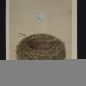 Morris Bird Nest CVII