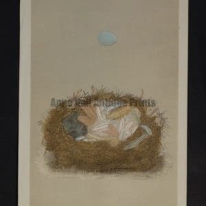 Morris Bird Nest CX