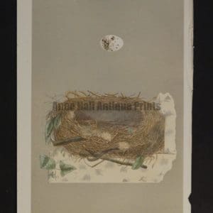 Morris Bird Nest CXXII