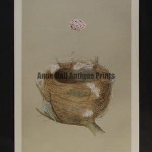 Morris Bird Nest CXXVIII