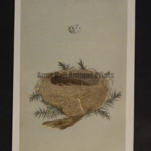 Morris Bird Nest CXXX