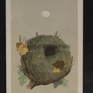 Morris Bird Nest CXXXI