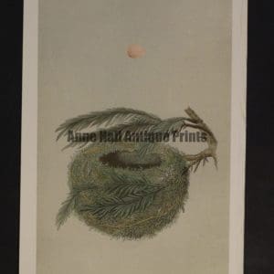 Morris Bird Nest CXXXII