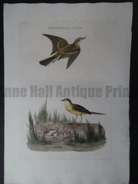 Motacilla, Flava Nest