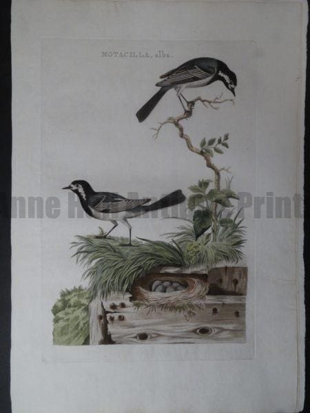 Motacilla, alba Nest