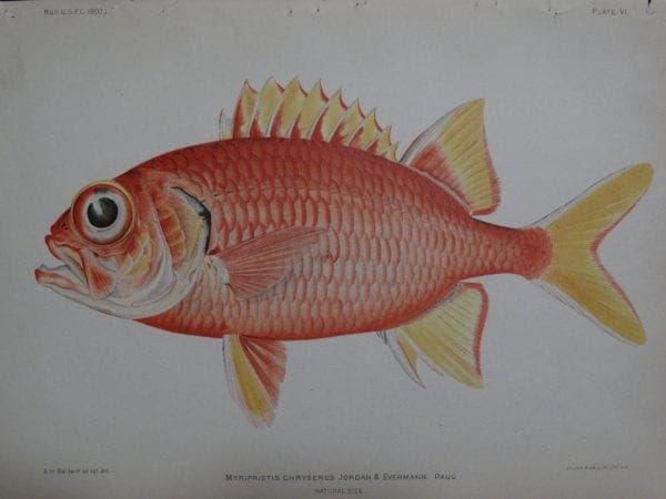 Myripristis Chryseres. Pauu. 1903. $100.