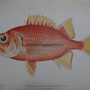 Myripristis Chryseres. Pauu. 1903. $100.
