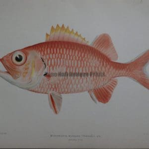 Myripristis Murdjan, 1903. $100.