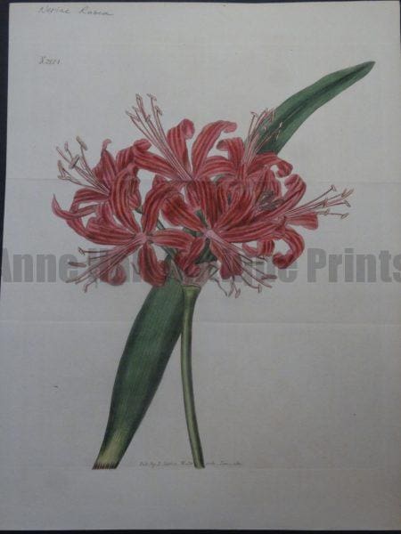 Nerine Rosea plate 2124