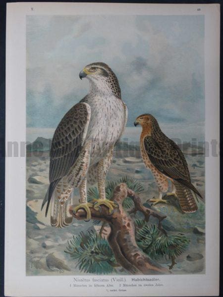 Nisaetus fasciatus, 1895. $45.