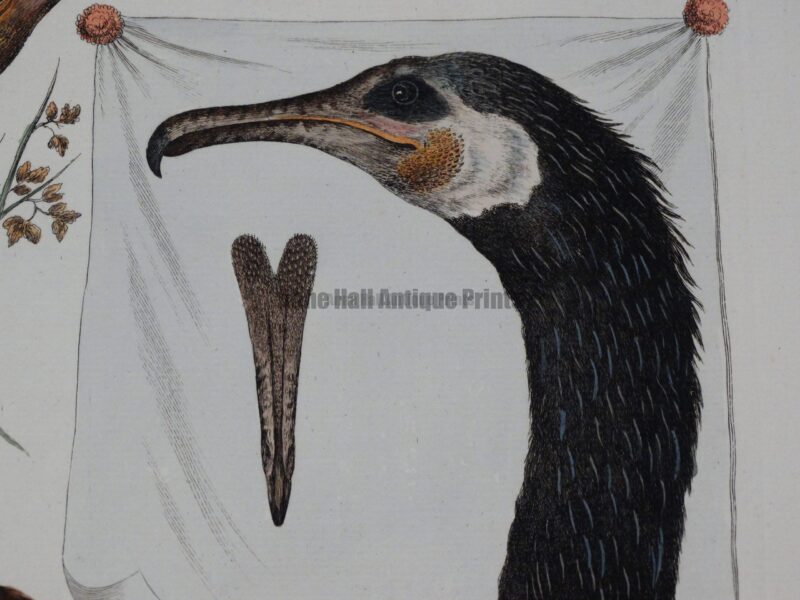 18th century Sepp birds