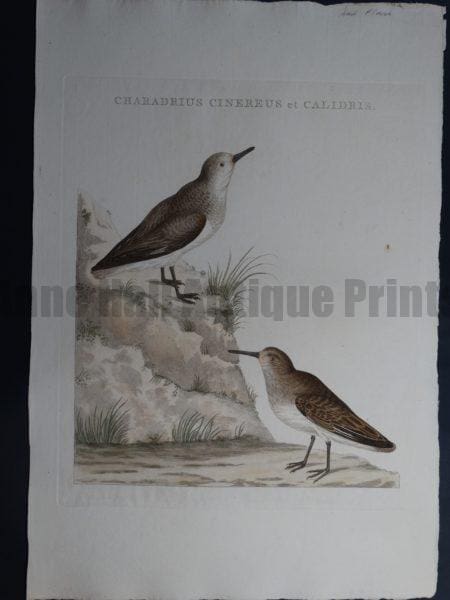 Nozeman Chardius Cinereus et Calidris 18th Century Hand Colored Copper Plate Engraving on Hand Made Rag Paper
