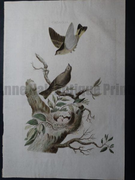 Nozeman Chloris Rare 18th Century Hand Colored Copper Plate Engraving on Hand Made Rag Paper