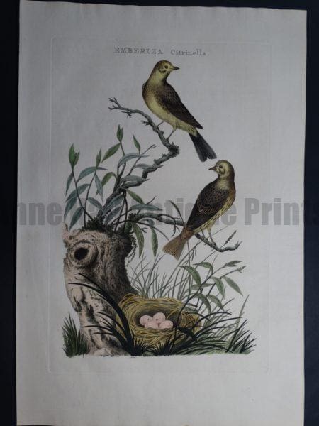 Nozeman Emberiza Citrinella. Rare 18th Century Hand Colored Copper Plate Engraving on Hand Made Rag Paper.